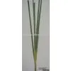 Artificial Plant
