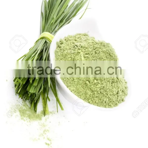 Fine Quality Wheat Grass Powder For OEM photo-3