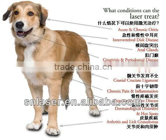 810nm 300mW Veterinary Laser Medicine Equipment