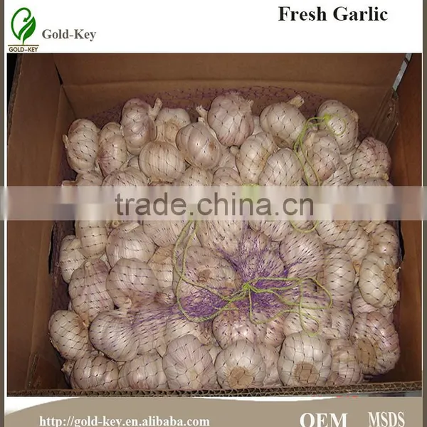 Fresh Garlic photo-2