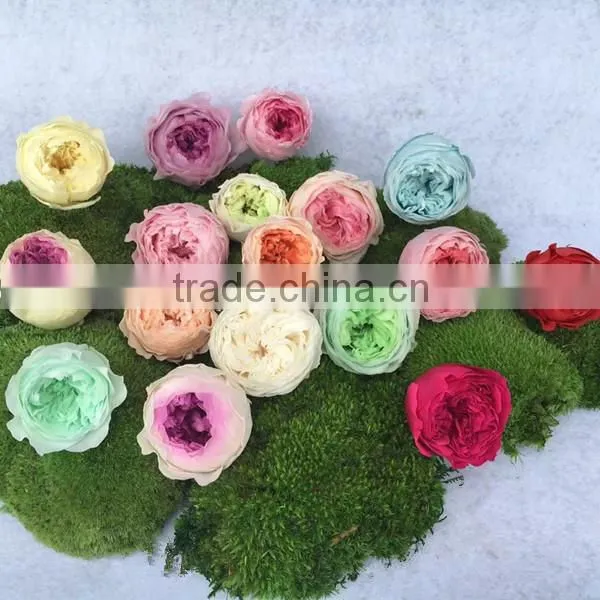 Hot Sell Beautifully Preserved Austin Rose Heads With Never Wilt or Bruise