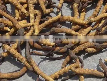 Cordyceps Sinensis Polysacchrides