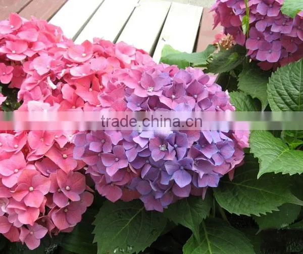 The Shrub Plant Hydrangea Macrophylla Seedling photo-2