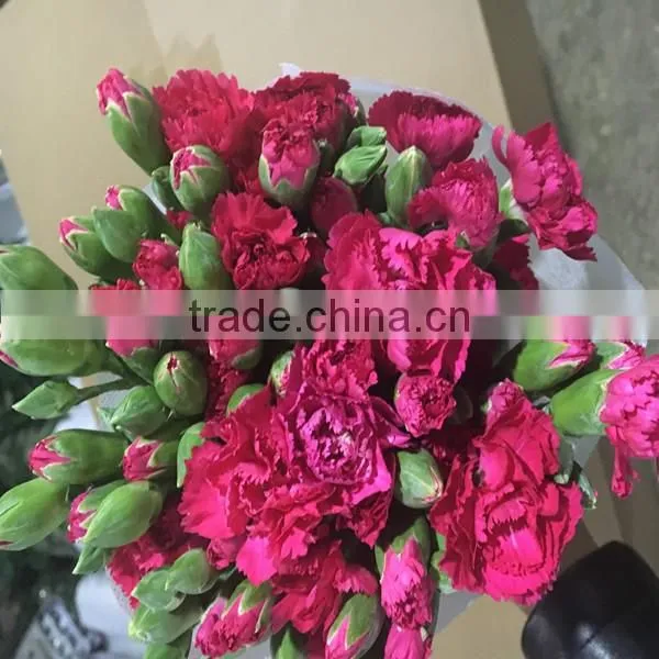 Natural Real Touch Different Types of Fresh Carnation Plants Made in China photo-2