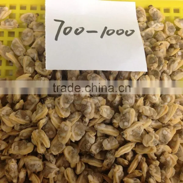 New Season High Quality Frozen Baby Clams Without Shell photo-5