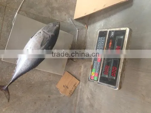 Hot Sale Whole Round Seafrozen High Quality Bonito Tuna photo-2