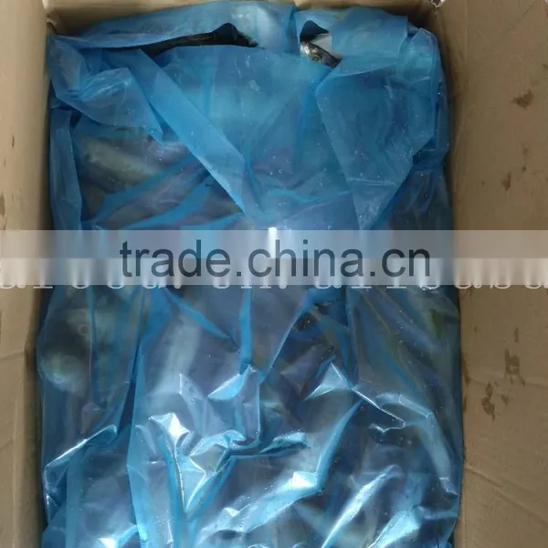 China Frozen Horse Mackerel Fish Yellow Tail Fishing Trawlers photo-5