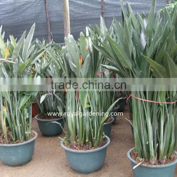 Strelitzia Reginae Bird Of Paradise Crane Flower photo-3