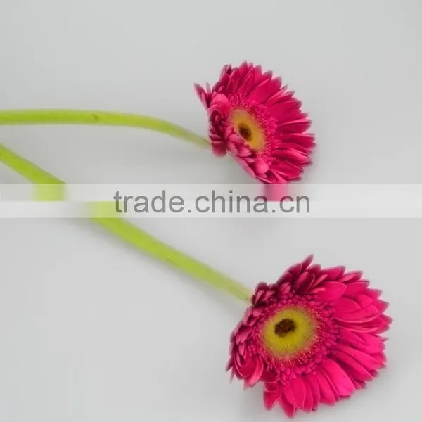 Factory Purple Petal Gerbera Fresh Flower photo-6