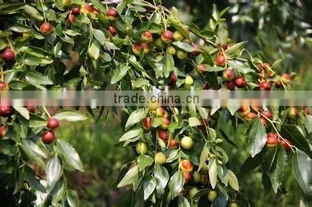 Factory Supply GMP Certified Red Jujube Oil photo-2