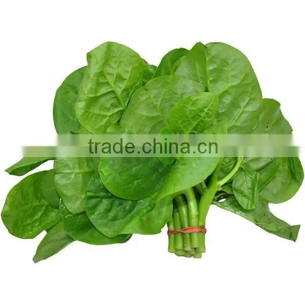 Malabar Spinach Seeds Vegetable Seeds for Planting