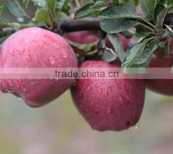Export Fresh Red Delicious Apple Fruit Fresh Apple photo-5
