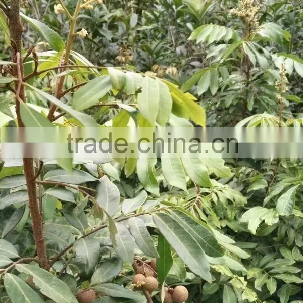 Dimocarpus Longan Lour Seedling photo-3