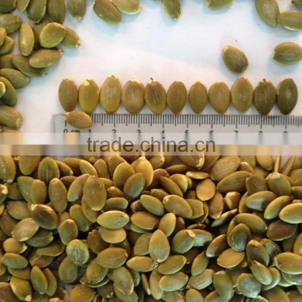 Shine Skin Pumpkin Seeds Kernels From Inner Mongolia photo-6