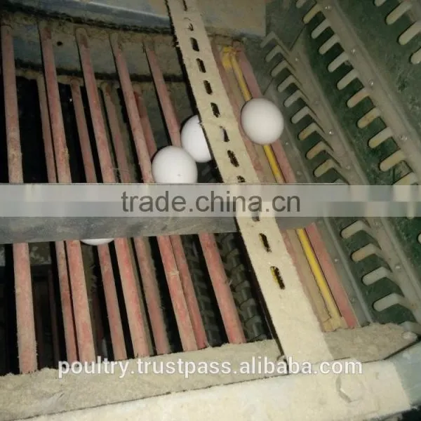 Poultry Equipments photo-3