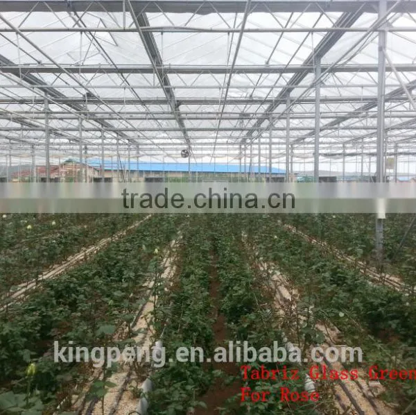 Commercial Rose Multi-span Glass Green House for Sale photo-4