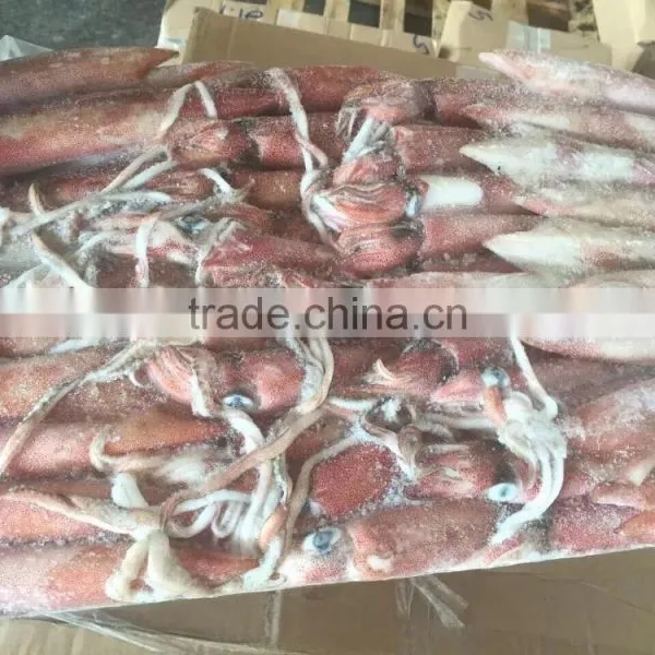 Sea Frozen Loligo Chinensis ,for Italy ,Greece et ,EU Market photo-6