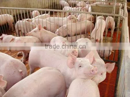 Pig Feed Probiotics SUKAPg photo-2