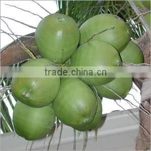 Fresh Coconut