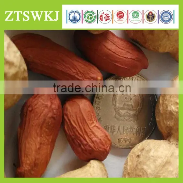 Organic Big Peanut Seed for Increase Corp Yield photo-2