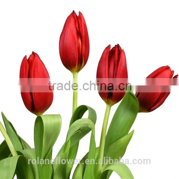 Supply Beautiful Fresh Cut Red Color Tulip Bulb photo-3