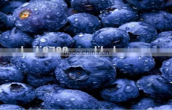 Frozen Blueberry Fruit--iqf Blueberries Wild Fresh Blueberries Wholesale