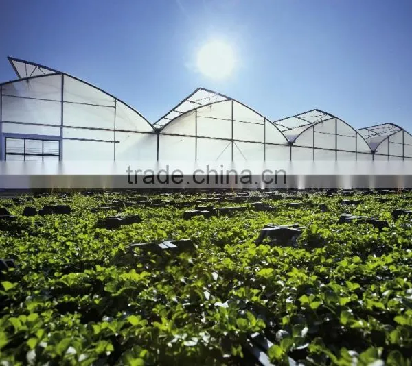 BaoLiDa High Quality PC Covered Greenhouse Hot-dip Galvanized Steel Framework Structure Greenhouse photo-2
