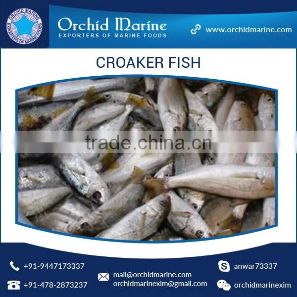 Fresh Frozen Yellow / Silver Croaker Fish photo-2