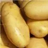 Holland Potato