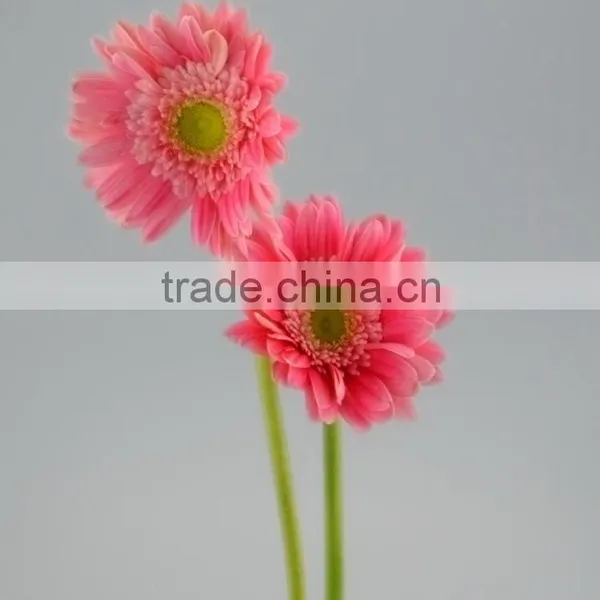 Fashion Honey Pink Gerbera Daisy photo-3