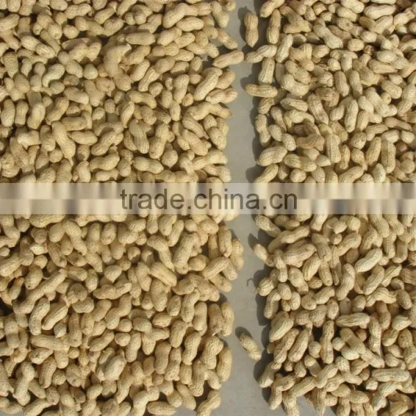 Chinese Goods Raw Organic Peanuts Ground Nut in Shell Peanut in Shell photo-2