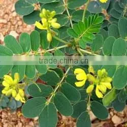 Senna Powder ( Color Less Henna ) 100% Pure Herbal Natural photo-3