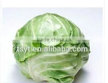 Round Cabbage/Flat Cabbage