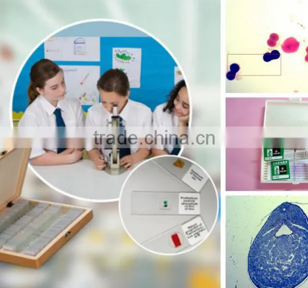Biology Chicken Embryology Prepared Slides