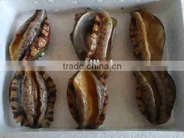 frozen abalone with shell for sale