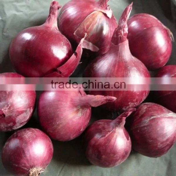 Red Onion Fresh Red Onion for Export photo-4