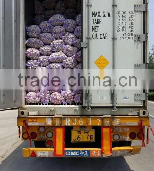 Common Cultivation Liliaceous Vegetables Garlic Fresh photo-6