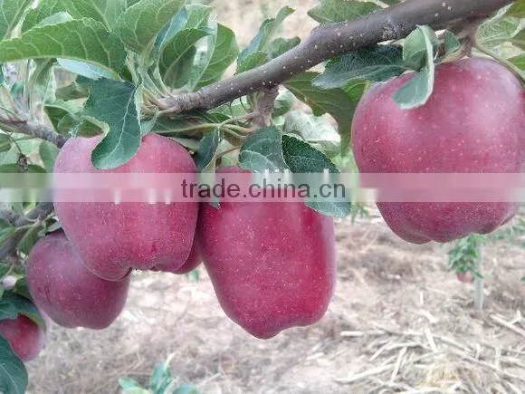 Sweetest Red Color Fresh Fruit Huaniu Apple From China photo-4
