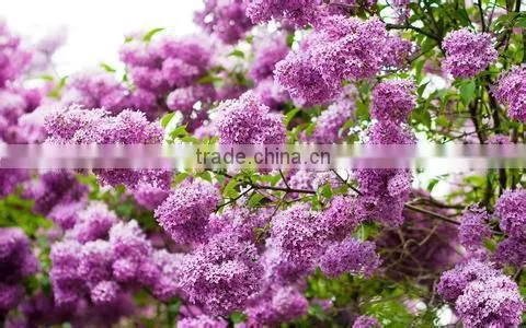 High Sprouting Rate Chinese Lilac Flower Tree Seeds for Planting photo-5