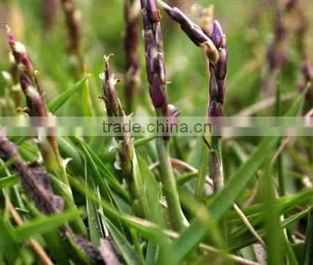 Zoysia Japonica photo-6