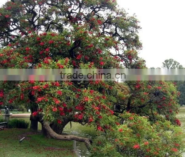 Erythrina Crista-galli Linn photo-5