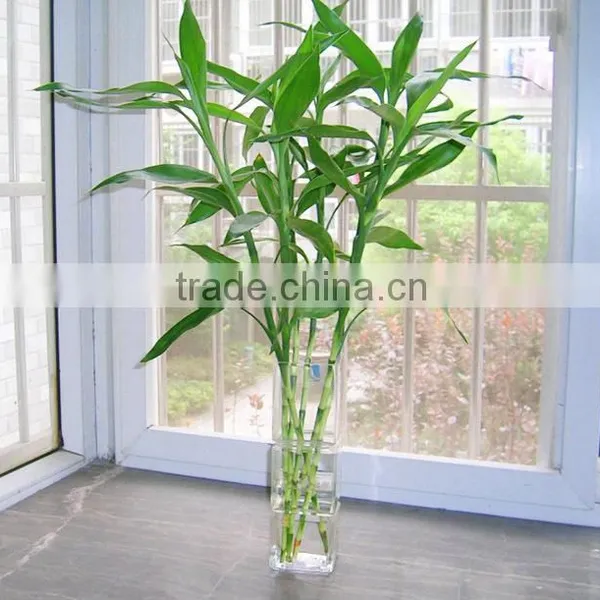 Lucky Bamboo Bonsai photo-4