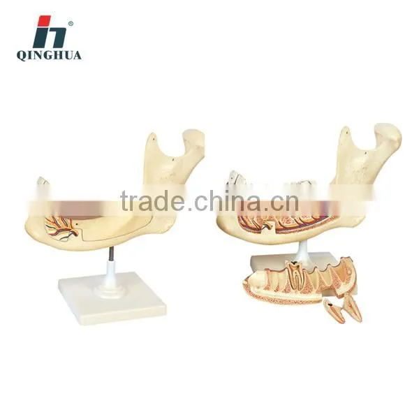 Human Teeth