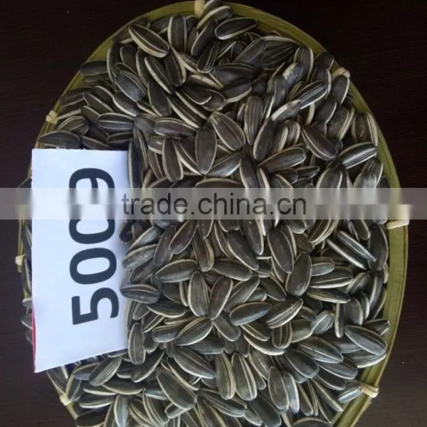 Export American Type Sunflower Seeds photo-4