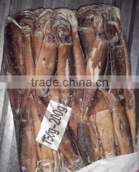 Frozen Illex Squid photo-3