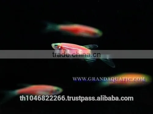 Pink Danio Fish Farm For Sale and Aquarium Fish Export photo-5