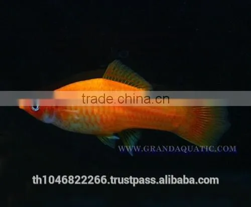 Swordtail Fish / Live Ornamental Fish photo-4