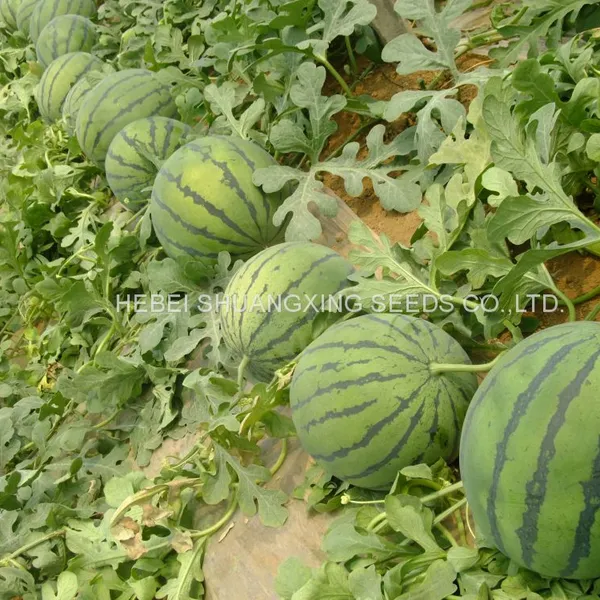 Early Matured Yellow Flesh Hybrid Watermelon Seeds Small Phoenix photo-4