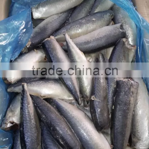 Mackerel(scomber Japonicus) HGT photo-2