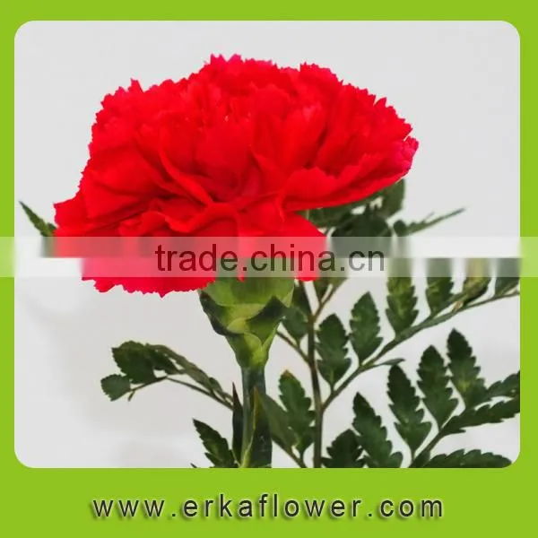 Natural Promotional Fresh Cut Carnation Flower Arrangements photo-5
